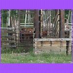 Animal Transfer Area.jpg